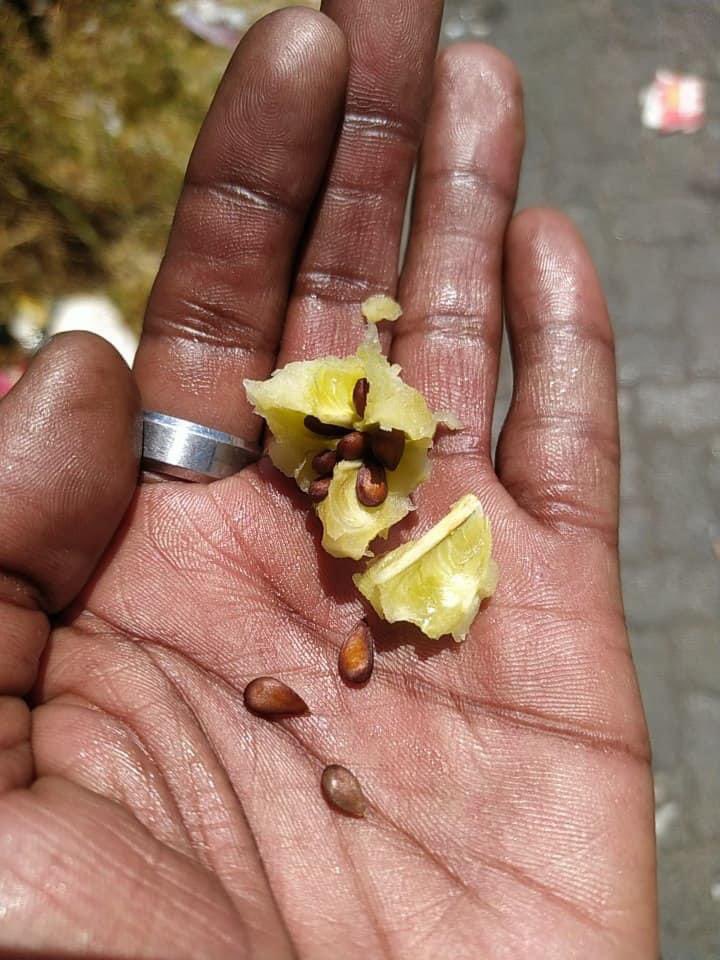BarbaraMhangami's tweet image. Remember this especially now and use whatever is available to you to create a vegetable patch and support street vegetable vendors . Mkhulu Thabo Malesa rescues discarded seeds and nurture the fruit trees , sells replants and eats freely from Nature. GEK family leading!