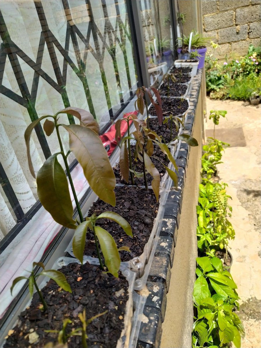 BarbaraMhangami's tweet image. Remember this especially now and use whatever is available to you to create a vegetable patch and support street vegetable vendors . Mkhulu Thabo Malesa rescues discarded seeds and nurture the fruit trees , sells replants and eats freely from Nature. GEK family leading!