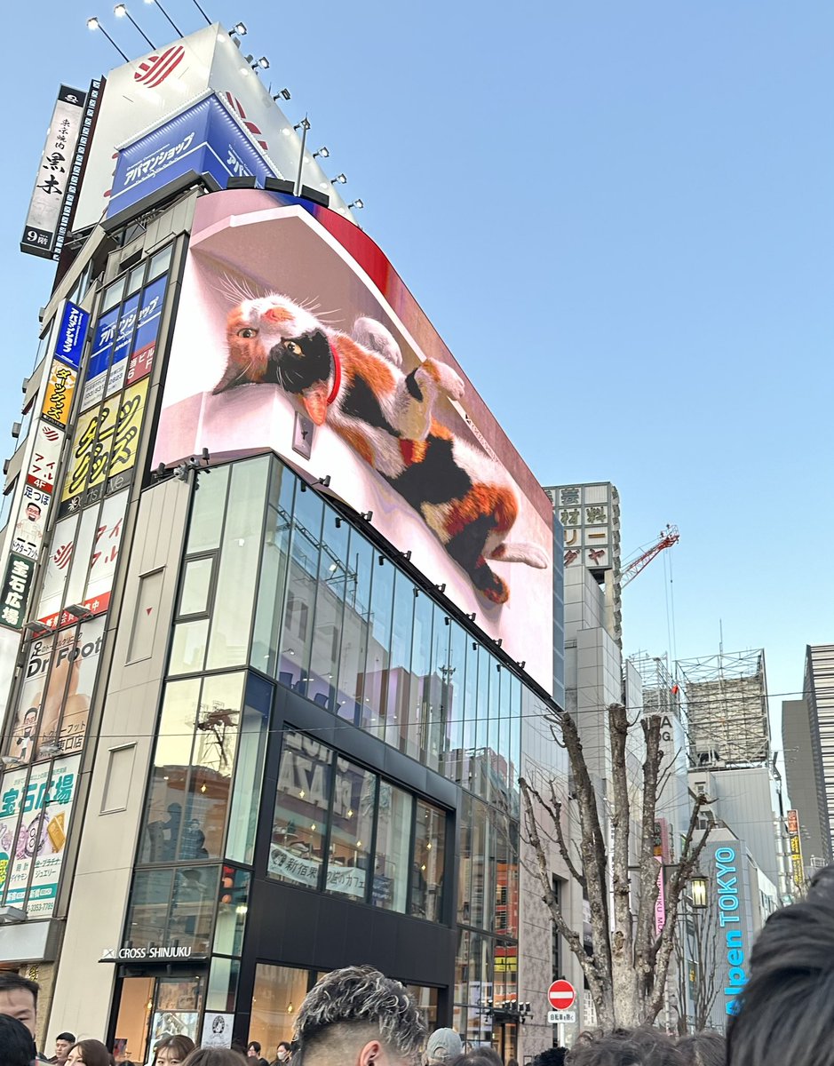 新宿のねこちゃん😊