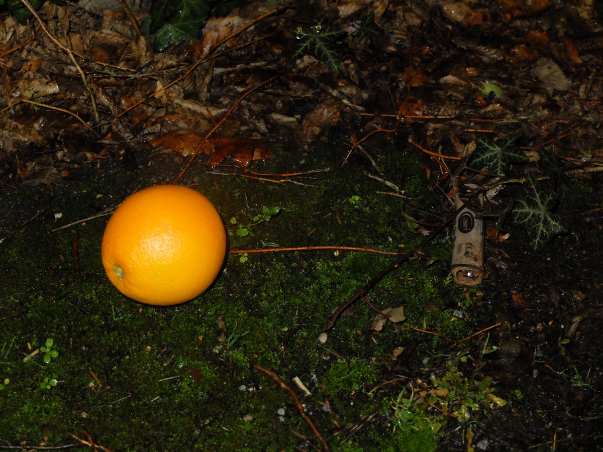 AuroraDrywall's tweet photo. Pictures of An orange i Took, A 🧵Thread https://t.co/7eiMDlrISe