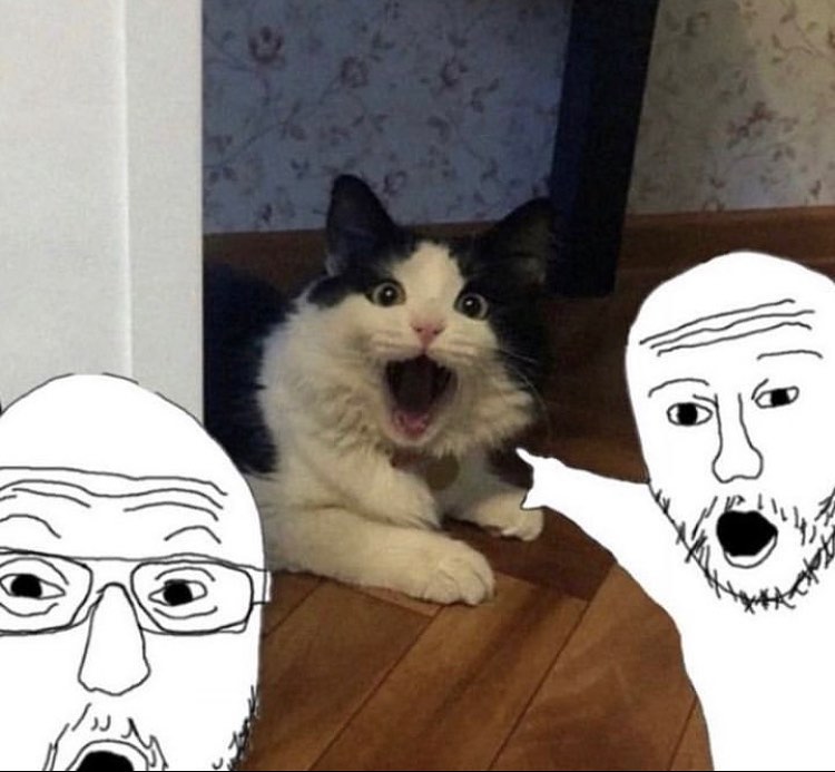 Punch Cat (@punchingcat) on Twitter photo 