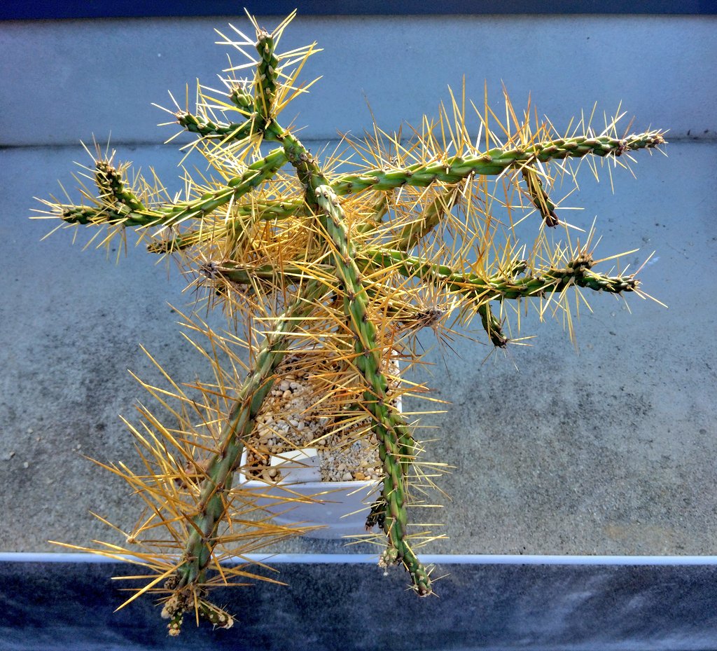 レアサボテンコレクション・シリンドロオプンチア属・将軍綴化inわけけのお