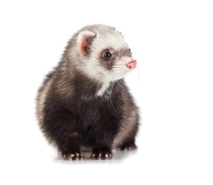 ferrets's tweet photo. https://t.co/jxQgTjV3ZG