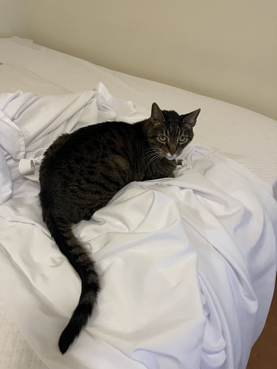 Akskygal's tweet photo. I was putting the pillow cases on & turned around for ten seconds! Good thing he’s so cute! 🥰 #heshelping #catsandlaundry https://t.co/xLIvjDBOey
