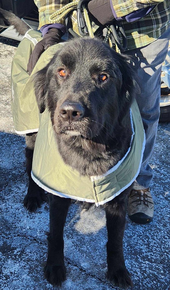 EveDudash's tweet photo. I have had the pleasure to help 3 Newfies from 3 different situations in the last month. The 1st pic is 16 week old puppy! These gentle giants  didn't deserve their past but they now have a bright future in rescue 💖🐾 #AdoptDontShop https://t.co/MYubuA3a7h