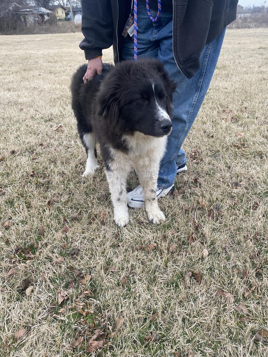 EveDudash's tweet photo. I have had the pleasure to help 3 Newfies from 3 different situations in the last month. The 1st pic is 16 week old puppy! These gentle giants  didn't deserve their past but they now have a bright future in rescue 💖🐾 #AdoptDontShop https://t.co/MYubuA3a7h