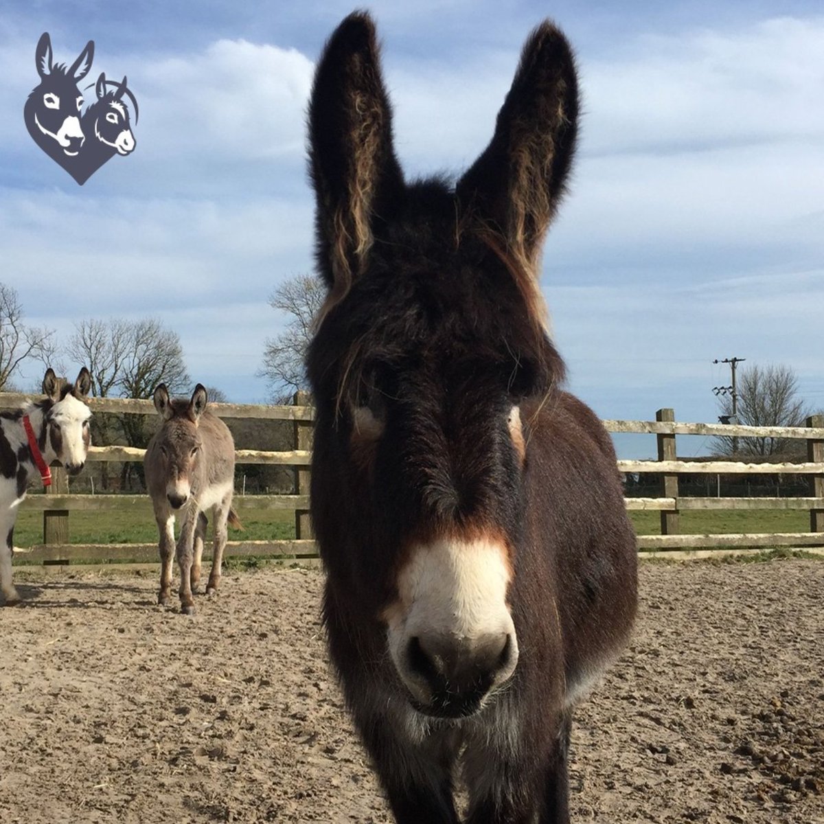 📅 17th February 2024
🫏   Zena
🏷️ Instagram/donkeysanctuary
💕 #animaloftheday