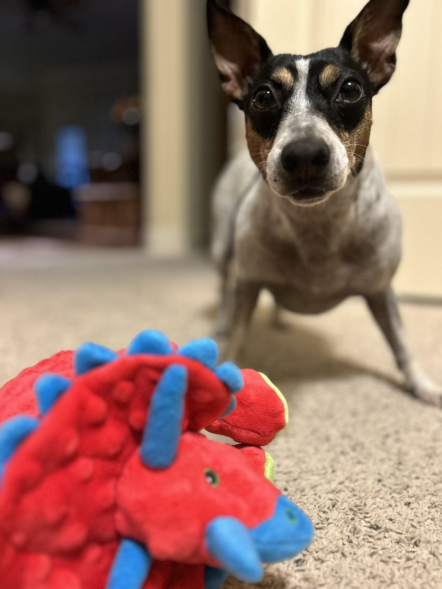 MarshallRTeague's tweet photo. #Stellarizing #SaturdayVibes
When it’s the #Weekend
It’s gotta be #Playtime 🐾 https://t.co/gcTPxIfEt1