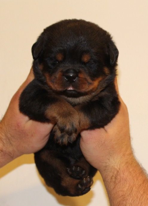 Mydogluvsme_'s tweet photo. https://t.co/uMxndwKxs2