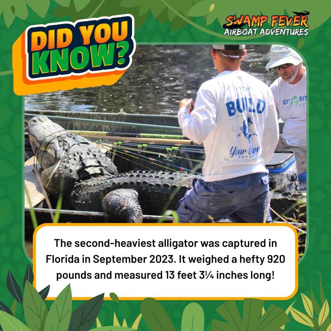 Did you know? Florida's swamps hold secrets, and one of them is the tale of the second heaviest alligator ever found.🐊 

Follow us for more #gatorfacts and #swampadventures 🚤✨