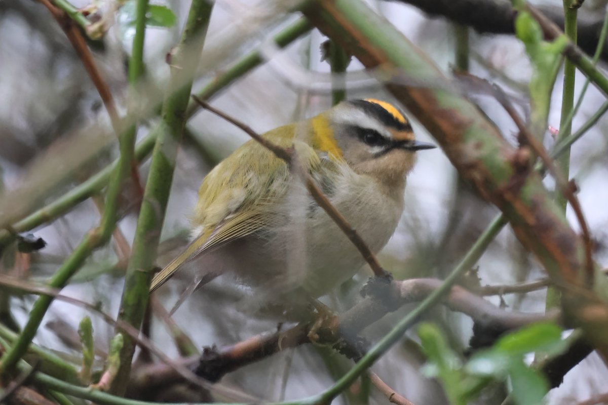 Firecrest at Far Pasture, Derwent Valley today. @teesbirds1 @DurhamBirdClub @NTBirdClub @Natures_Voice @WildlifeMag @BBCSpringwatch