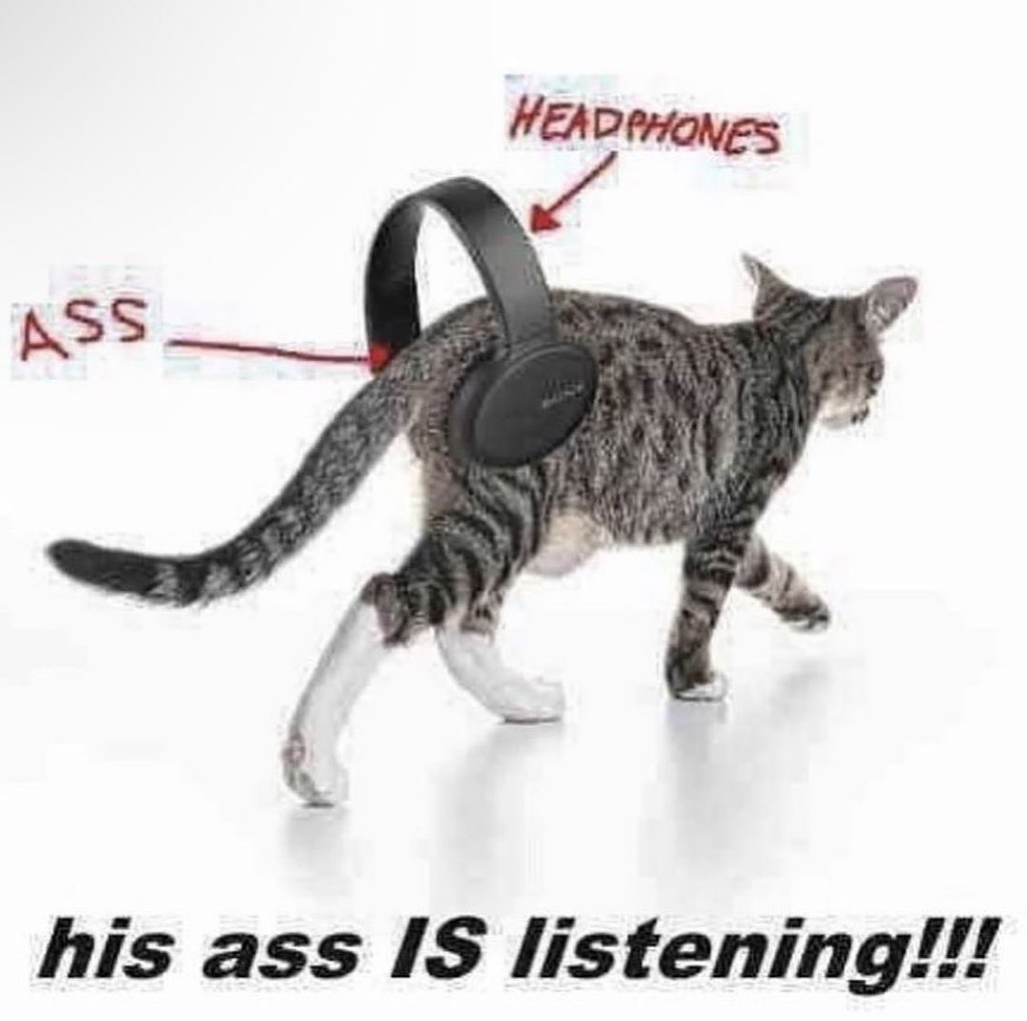 PunchingCat tweet picture