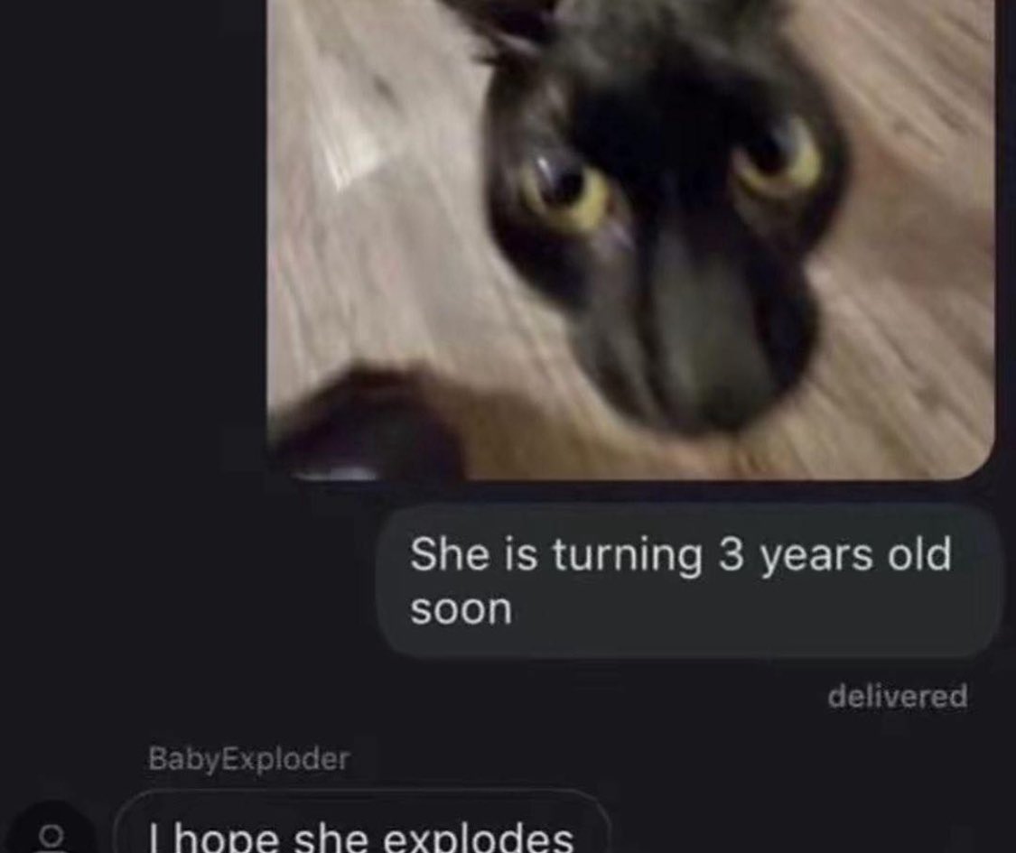 Punch Cat tweet media