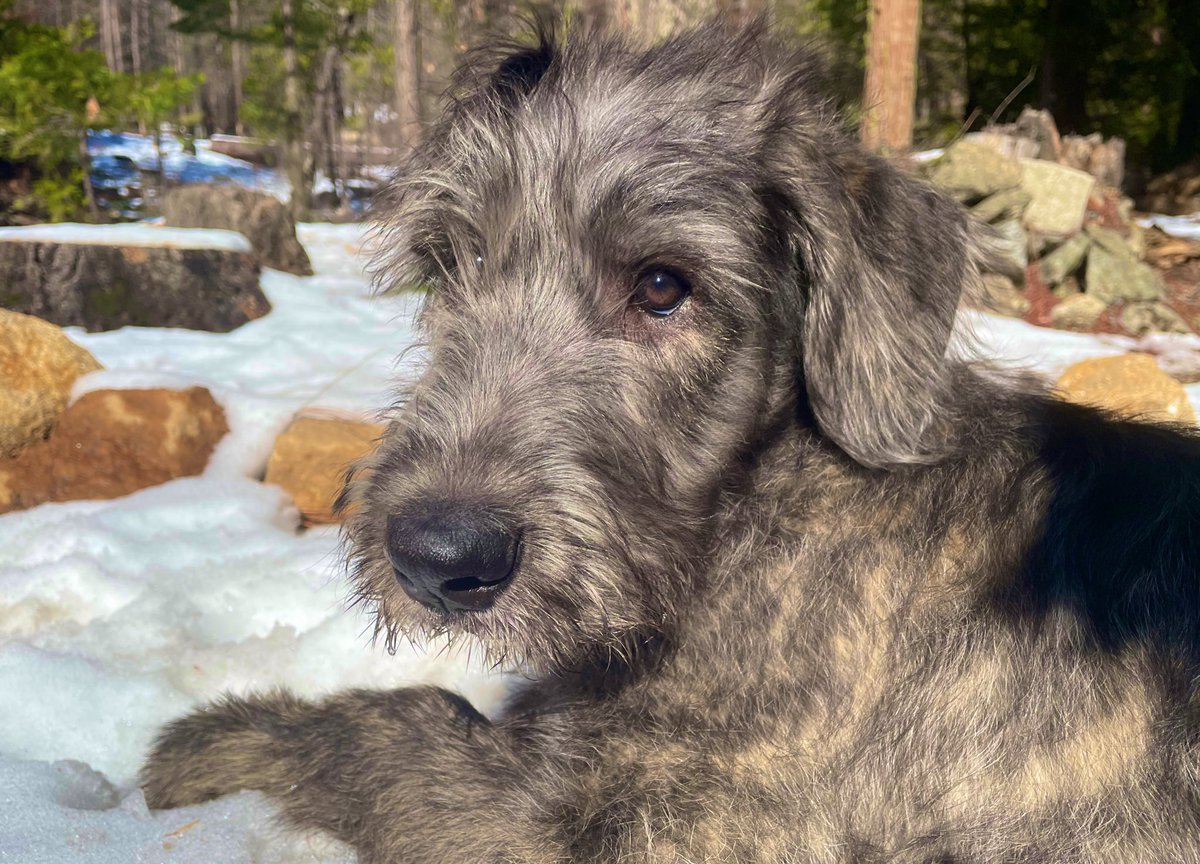 The snow here comes in a diversity of flavours, redolent with the terroir of alpine forrest. 14/10 would recommend the frozen smorgasbord. —crowley