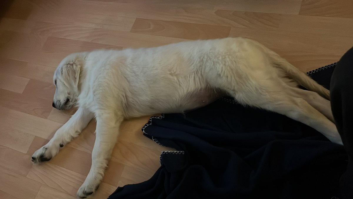Alpha_v35's tweet photo. @Appriicity Got a doggo that needs taken care of https://t.co/RWGQLZAoAW