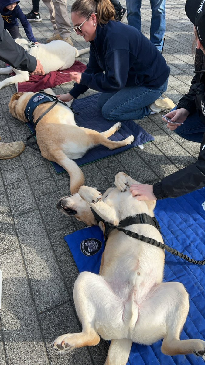 POLAR PLUNGE 2024! Today Mattis teamed up with CPD Therapy Dog Unit’s Simon and Maverick to greet spectators and participants at this years big event hosted by the Columbus Crew! Over $230,000 was raised for the Special Olympics! Freezin’ for a Reason! Thank you for having us!