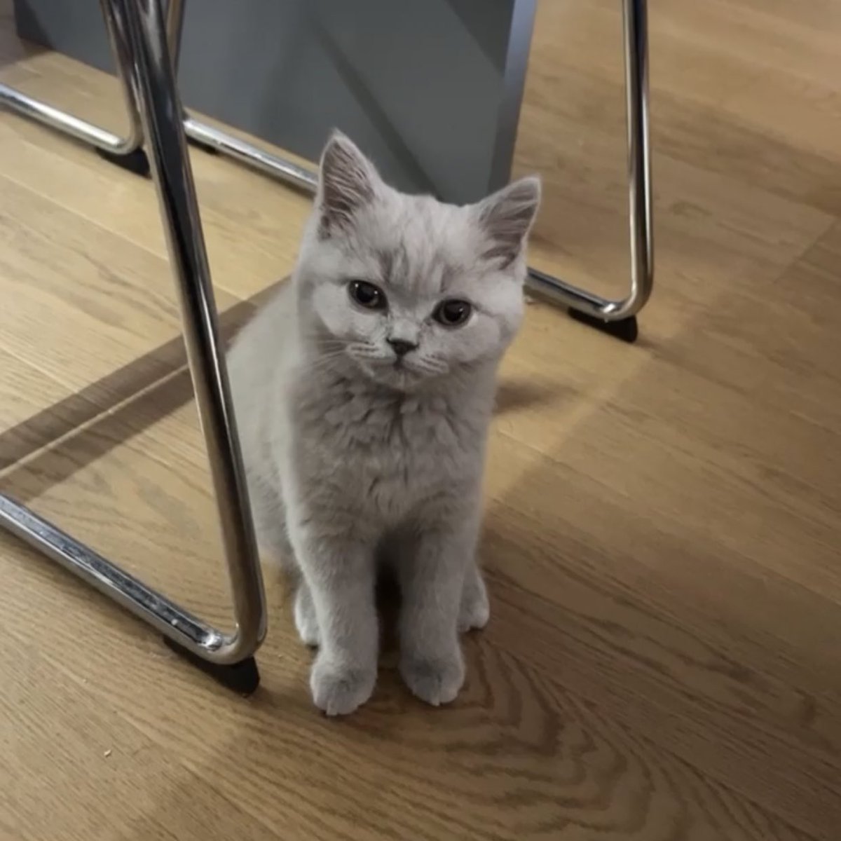 ovakva mačka bi rešila sve moje životne probleme eto