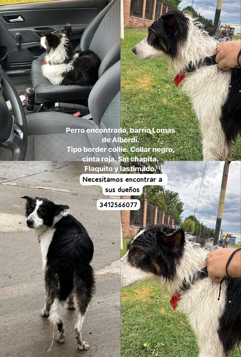 Rosariociudadok's tweet photo. Perro encontrado en zona norte, si conoces a sus dueños contactate

Gracias por compartir https://t.co/xgq3ZlJ5PO