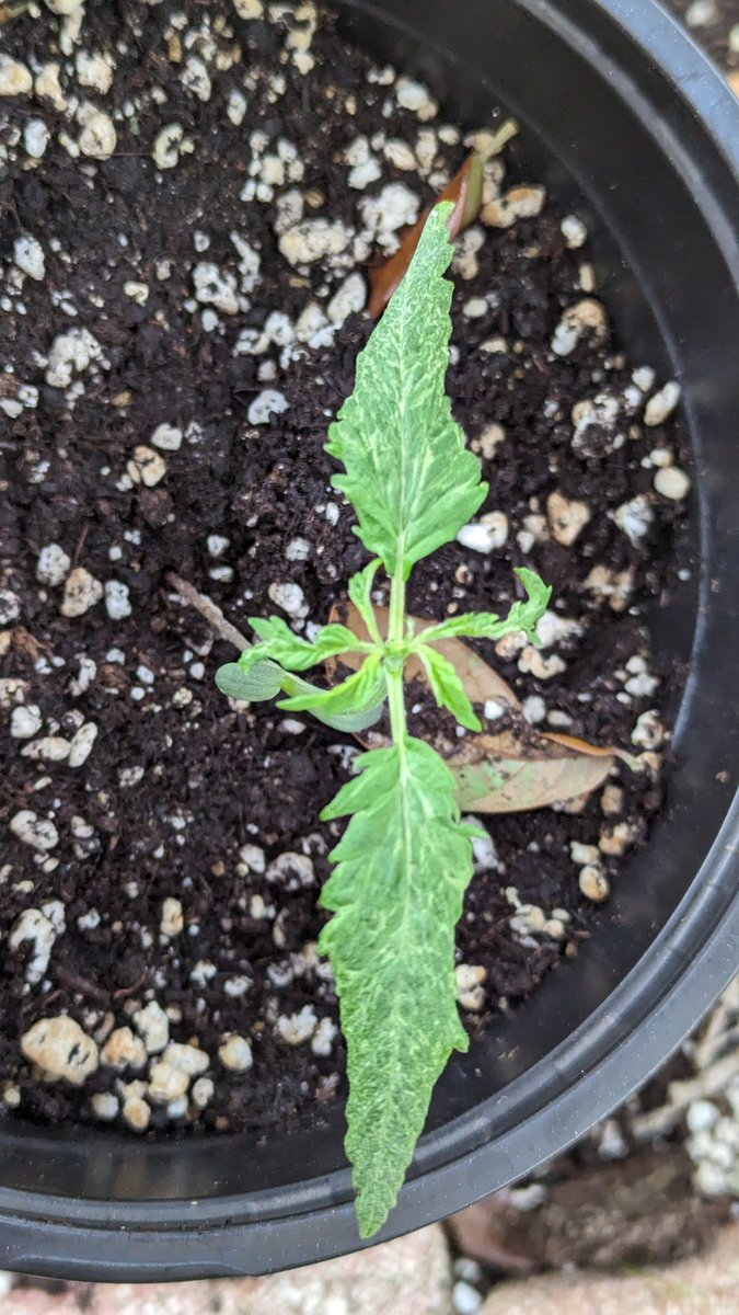 IGROWmids710's tweet photo. So I just placed her outside cause she is GROWING ❓❓#BubbasGift ❓❓
Virus?
What virus?
Am I just wasting time or will I learn anything from this? https://t.co/xpcRUNtWuN