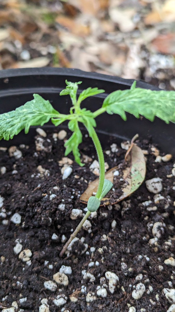 IGROWmids710's tweet photo. So I just placed her outside cause she is GROWING ❓❓#BubbasGift ❓❓
Virus?
What virus?
Am I just wasting time or will I learn anything from this? https://t.co/xpcRUNtWuN