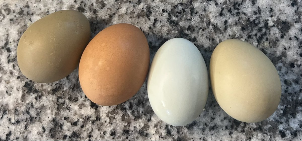 Today’s egg colors 🥰