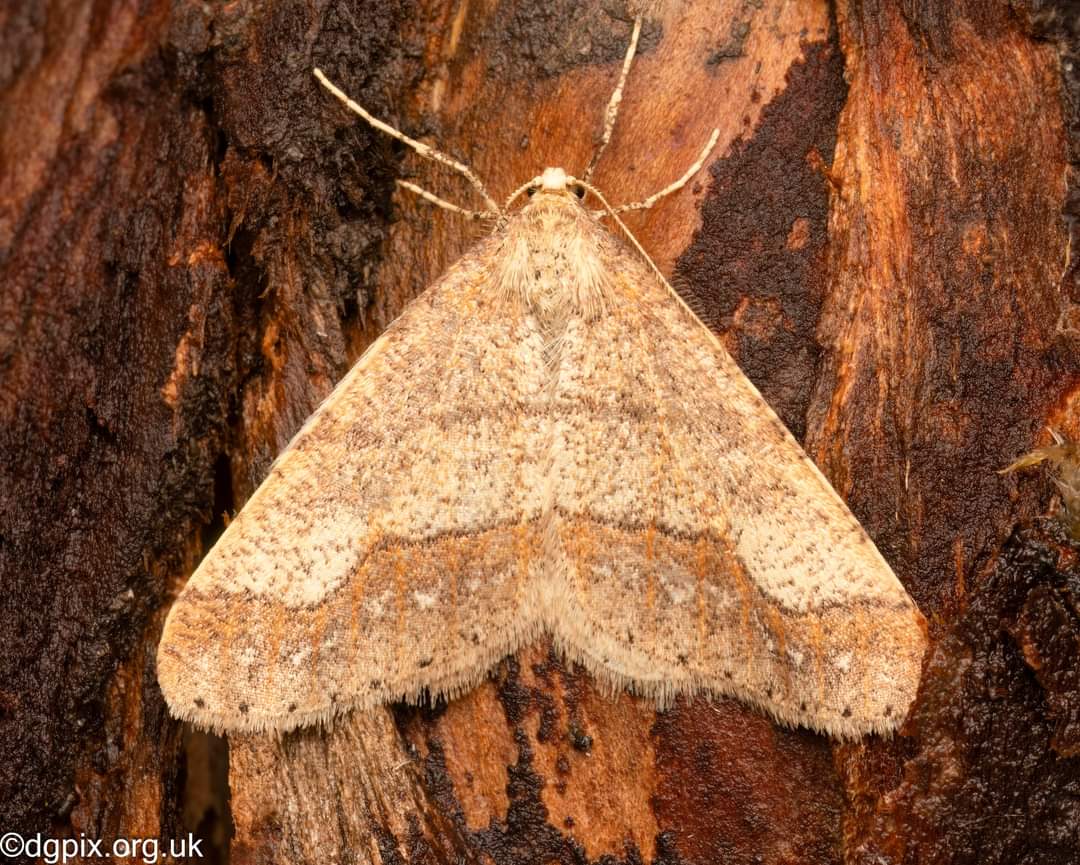 Nice to see some moths for the first time in 2024, including this finely marked Dotted Border #moths #lepidoptera #mothsmatter #macrophotography #nature #insects