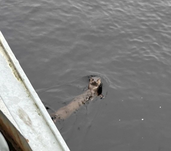 Walking over a bridge in Inverness, you never know who's going to pop up to say hello #Inverness #Otter #RiverNess #otter #ottersofinstagram #visitinvernesslochness #nature #wildlife #highlands #wildlife_perfection #otterlove #ottergram #happyotter