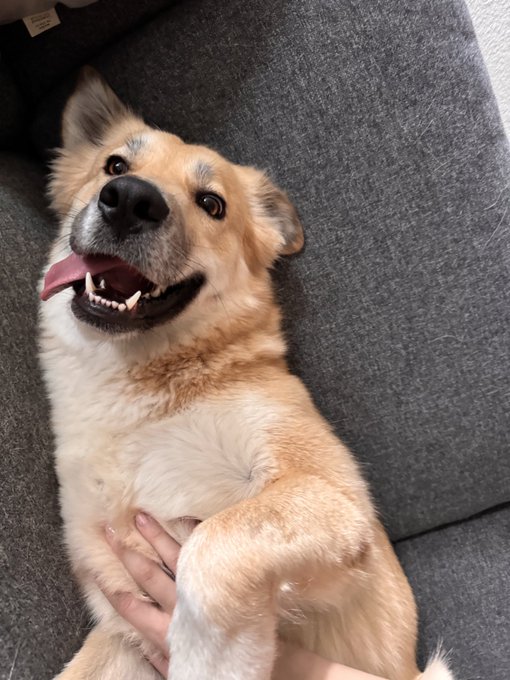 Who did it better? 🤣 Stef or pupper? https://t.co/1wNjDXKgna<a href="/tag/toronto"class="tags"><span>#toronto</span></a><a href="/tag/canada"class="tags"><span>#canada</span></a><a href="/tag/kingstreet"class="tags"><span>#kingstreet</span></a>