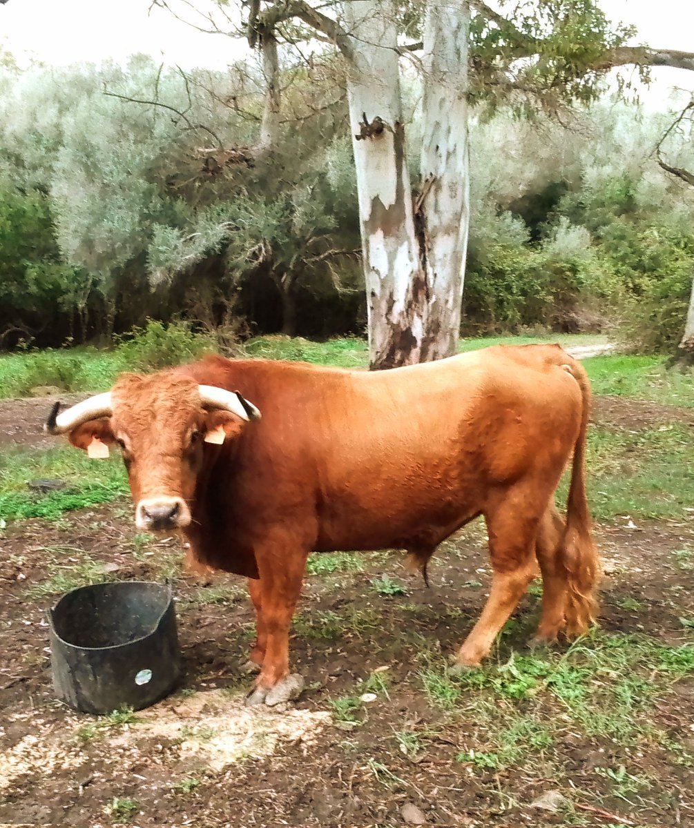 Curro Escarcena tweet media