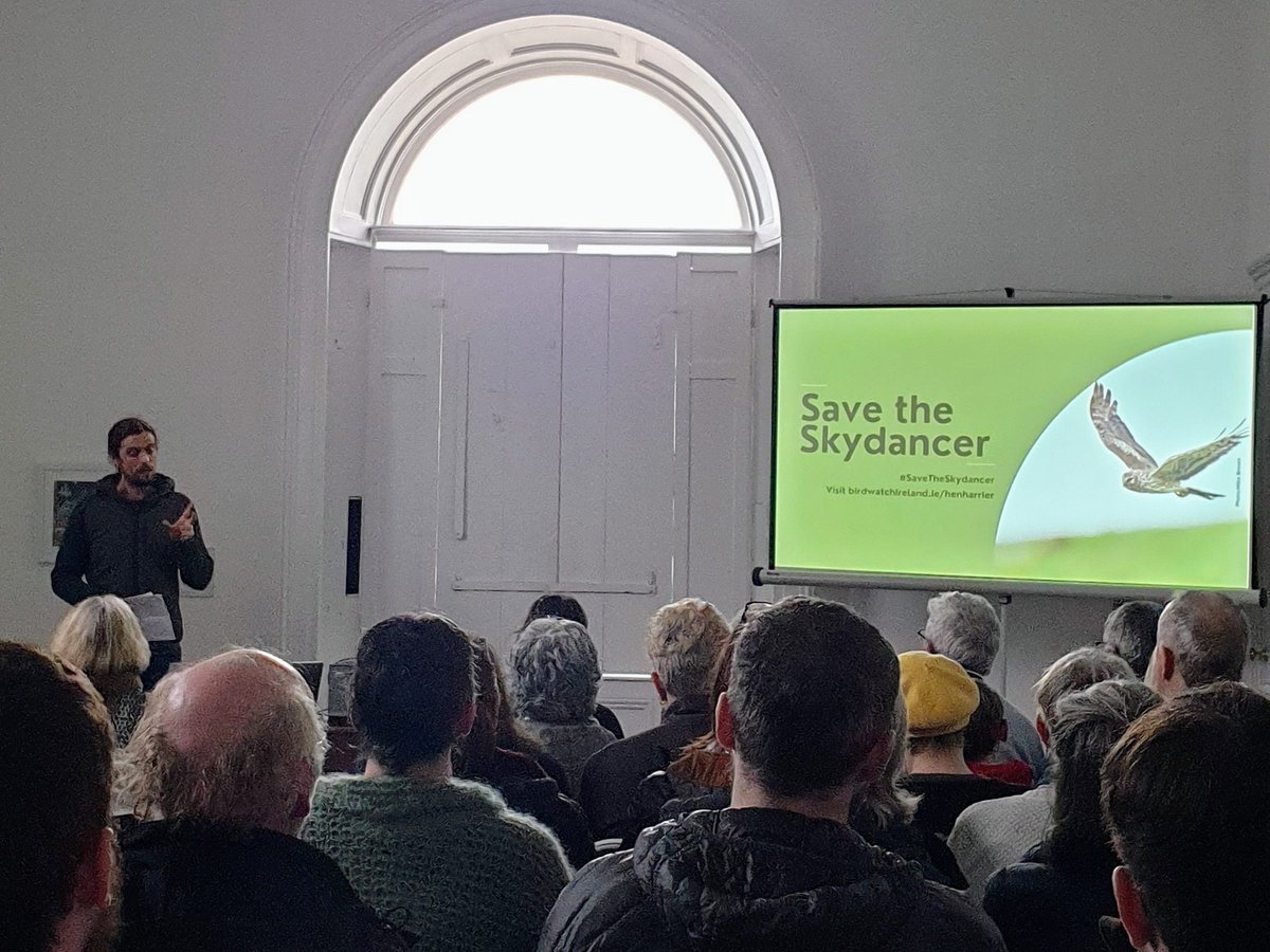 SoundsIrish's tweet photo. Our Hen Harrier is in real trouble and the measures to protect it need an urgent shakeup.

In the last 8 years alone the nat' pop'n has plummeted by a third! At this rate it could be extinct in 25 years.

Please make your voice heard and visit/sign: https://t.co/jMy8izuacG https://t.co/bnR3u66BcD