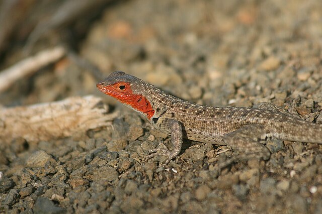ConservationSP's tweet photo. Today marks the start of the #YearoftheDragon, so let's talk about #LavaLizards!🔥🦎 In this #throwback article, Stone et al discuss behavioral and #biologicaldiversity regarding introduced #cats to lava lizard habitats.🐈⬛ https://t.co/0h8OQqOoY0
#lunarnewyear #caturday #science https://t.co/RUMqUIzPu7