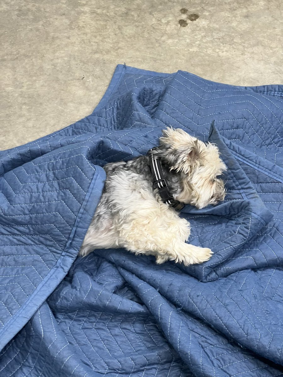 TorqdOff's tweet image. Baby boy got himself all snuggled up to watch #Racedaylive on @peacock