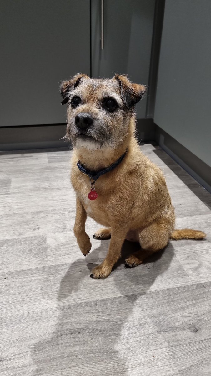 Murray the Border Terrier (OTRB)🌈🐶 tweet media