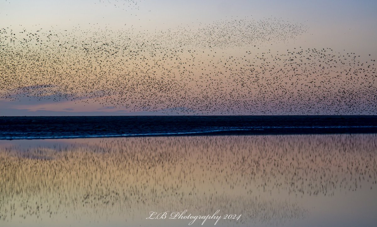 Here's some reflection shots from tonight's sunset at the North Pier. #Blackpool #sunset #StormHour #VisitBlackpool #Blackpooltower #murmuration #reflections #Weather