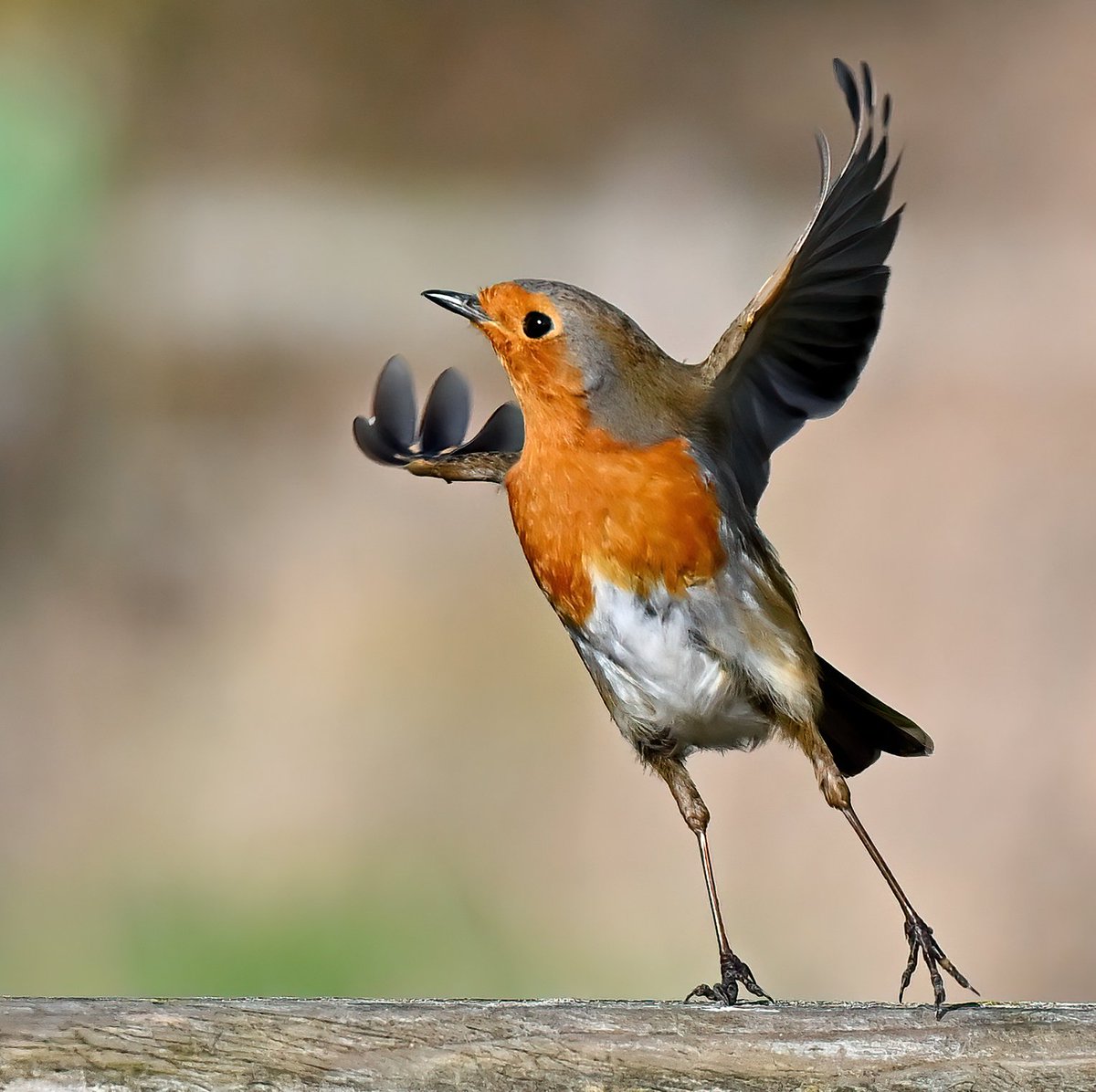 The Robin dance! 💃😍 Taken today at RSPB Greylake in Somerset. 😊🐦