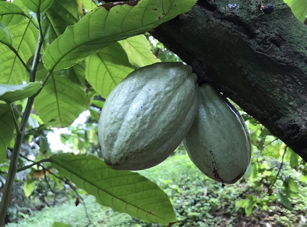 romumartinik's tweet photo. Grande fierté pour la Martinique. Au XVIIe s, son chocolat a conquis l’Europe entière et en 2015, #Valcaco cherche à relancer une filière d’excellence. C’est sous la canopée du Nord de l’île, proche de la montagne Pelée que vous aurez le+ de chance d’en voir pousser naturellement https://t.co/oU5Dmi4Z3Z