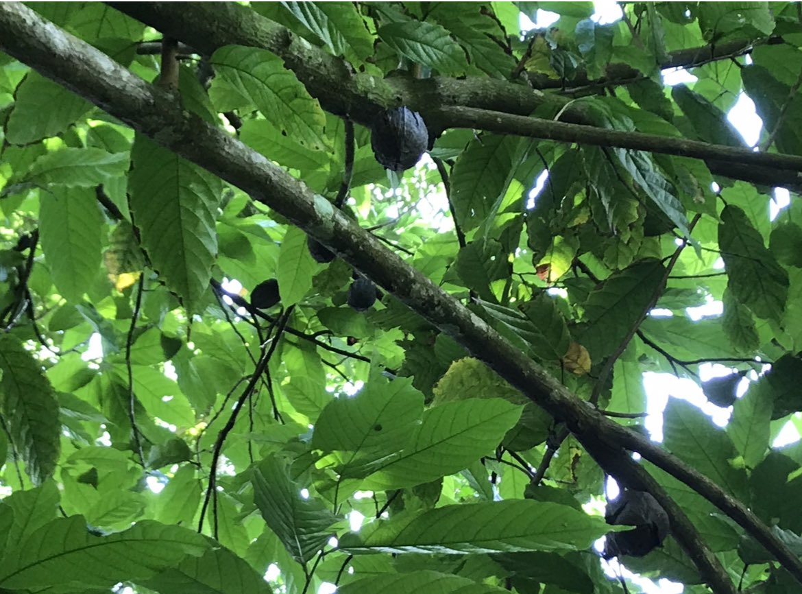 romumartinik's tweet photo. Grande fierté pour la Martinique. Au XVIIe s, son chocolat a conquis l’Europe entière et en 2015, #Valcaco cherche à relancer une filière d’excellence. C’est sous la canopée du Nord de l’île, proche de la montagne Pelée que vous aurez le+ de chance d’en voir pousser naturellement https://t.co/oU5Dmi4Z3Z
