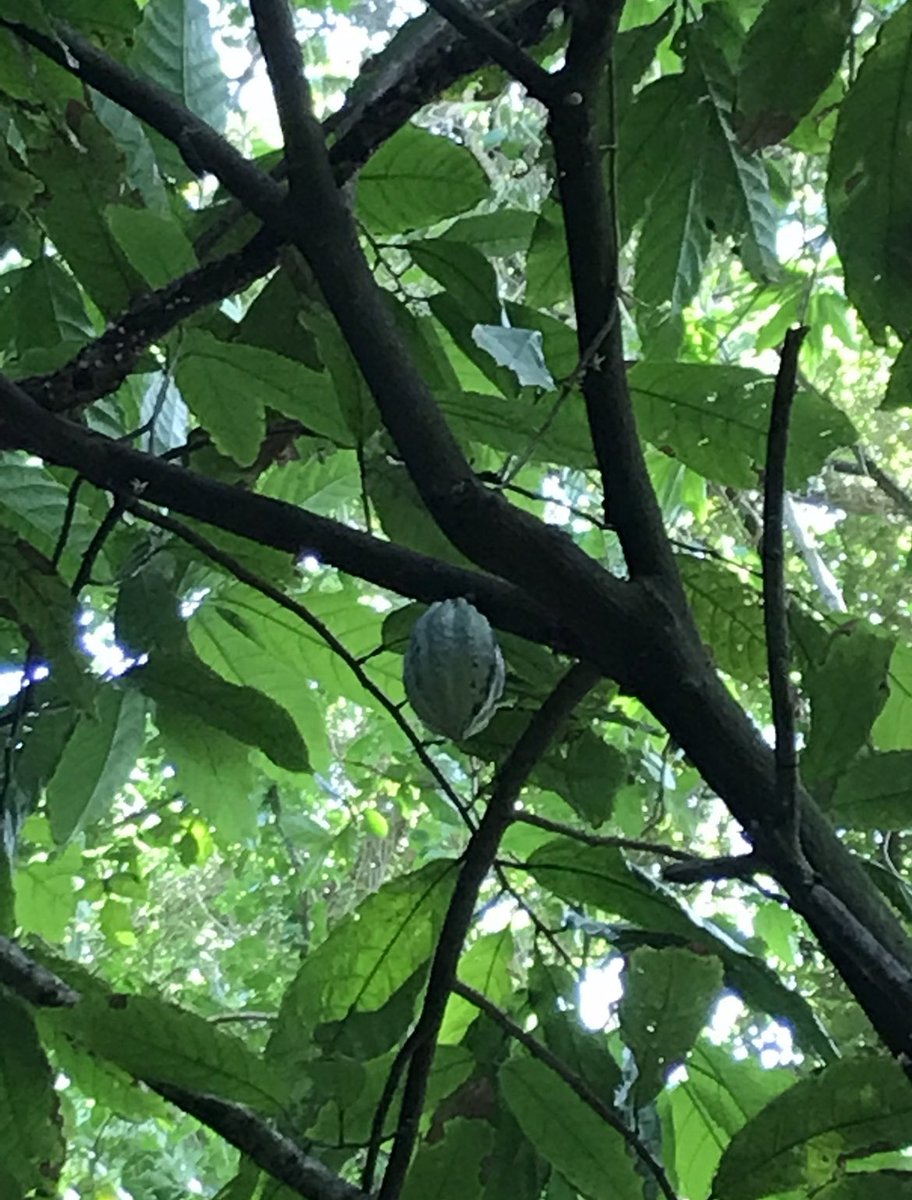 romumartinik's tweet photo. Grande fierté pour la Martinique. Au XVIIe s, son chocolat a conquis l’Europe entière et en 2015, #Valcaco cherche à relancer une filière d’excellence. C’est sous la canopée du Nord de l’île, proche de la montagne Pelée que vous aurez le+ de chance d’en voir pousser naturellement https://t.co/oU5Dmi4Z3Z