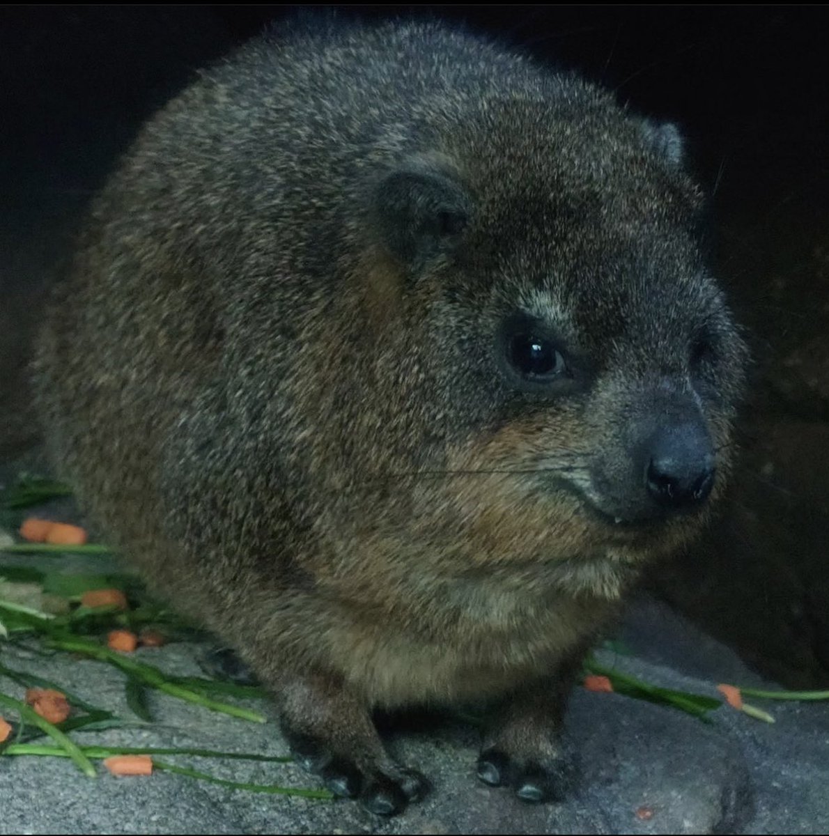 hopes_revenge's tweet photo. what  is     he  plotting ? https://t.co/WbPHnSU4Fc
