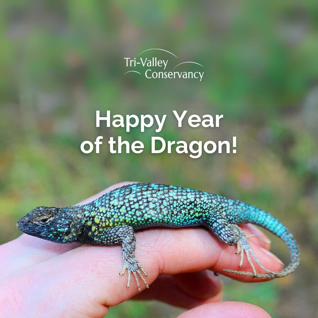 TriValleyConser's tweet photo. Happy Lunar New Year! 🧧 

Welcoming the Year of the Dragon with a shoutout to the Tri-Valley's Western Fence Lizards. 🐉 

With their iridescent, bright turquoise, and blue coloration, they really add a touch of magic to our landscape.

📷: Connor Long https://t.co/2PenoGOQTA