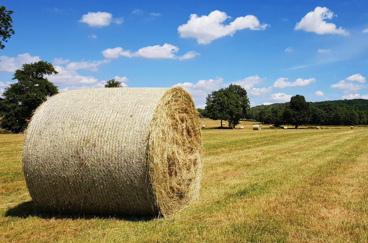 sharonamery's tweet photo. I've been making #hay while the sun shines! Sod's law, I spend the day at home, working on my house and the bloody sun shines all day long! 🤦🏼‍♀️ Not to worry, I got loads done and I'm proud of what I've achieved! 💪🏻

#woolhope #herefordshire #countryside #nature #sunshine #walking https://t.co/0J9ILT9nPm