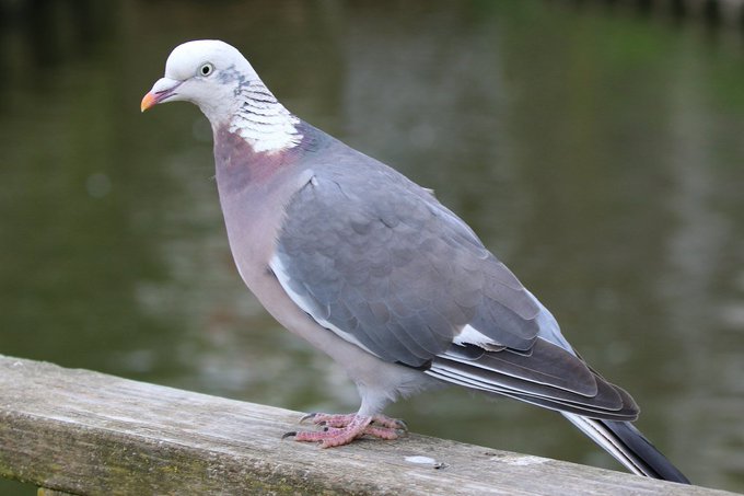 a_london_pigeon's tweet photo. 📷 Christopher Teague @ChristopherTea1
Partially leucistic Woodpigeon at Slimbridge Wetland Centre #Gloucestershire @slimbridge_wild #September2017 https://t.co/92UjRr3NSm