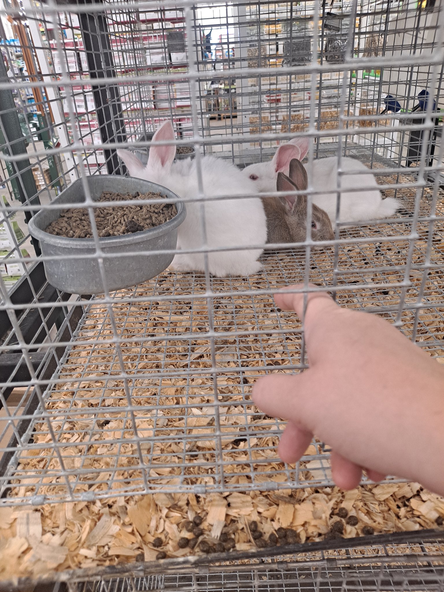 Atwoods hotsell rabbit cage