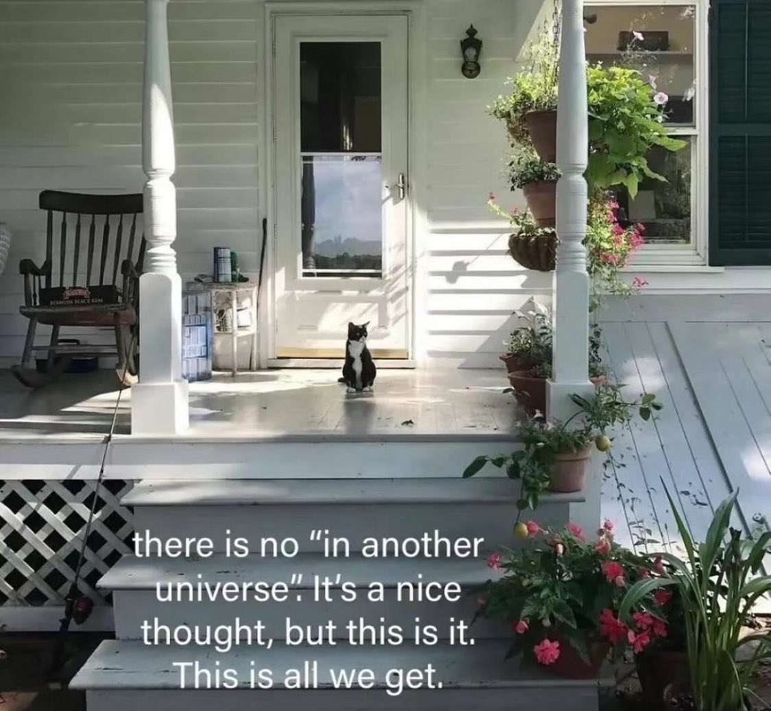 Punch Cat (@punchingcat) on Twitter photo 