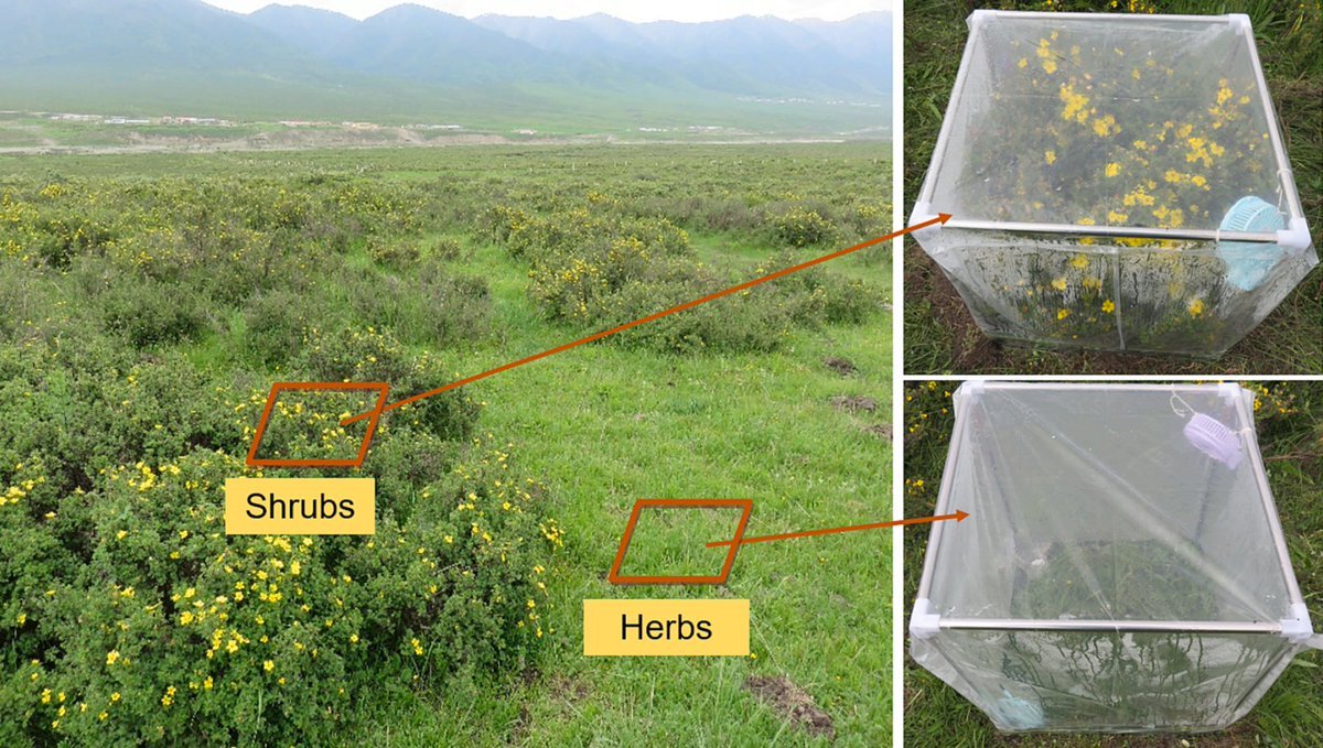 ykuzyakov's tweet photo. 💥NEW in @Geoderma_Jrnl 💥
Shrubs decrease #Carbon allocation belowground in alpine meadow #soils
https://t.co/UYNxzFtjLi
#SoilOrganicMatter #carbonsequestration #soil #grasslands #Roots #PLFA
#microbialbiomass #enzymes #GlobalChange #rhizosphere #carbon #13Clabeling #isotopes https://t.co/vMYLf2SIwM