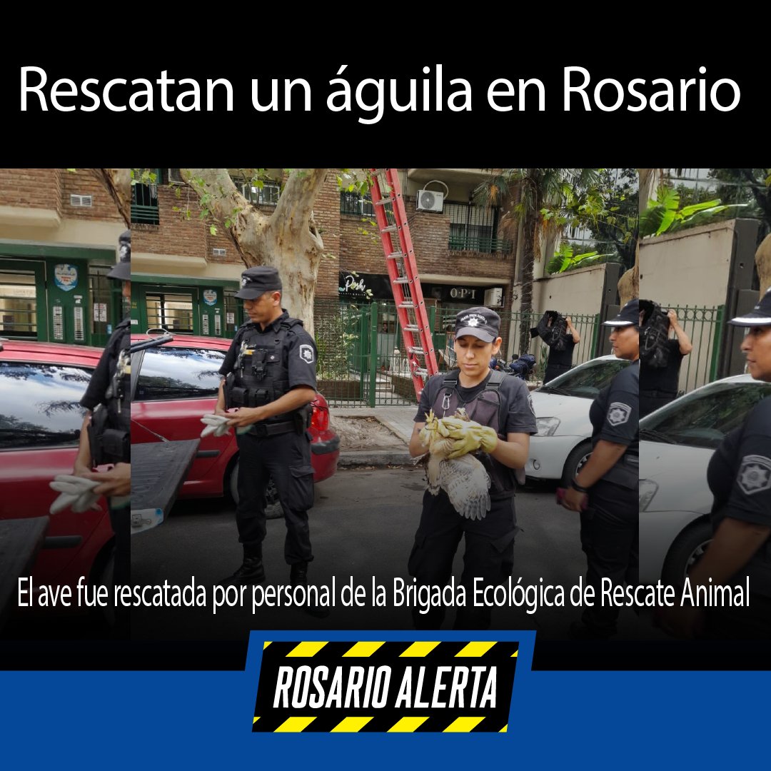 #ProtecciónAnimal #BrigadaEcológicaDeRescateAnimal #Rosario rosarioalerta.com.ar/site/archivos/… a través de @RosarioAlerta