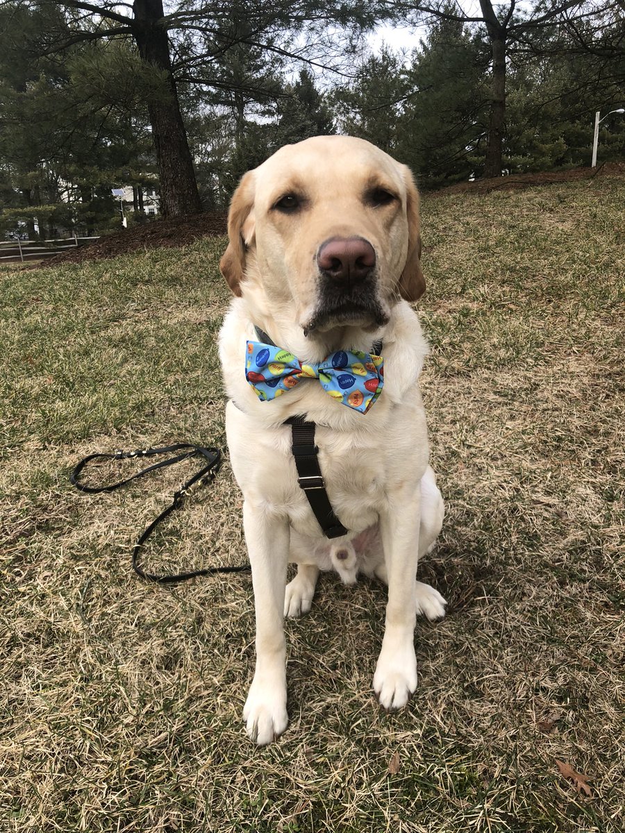 Happy 4th to the Y litter (Bruce/ Hadley)!
