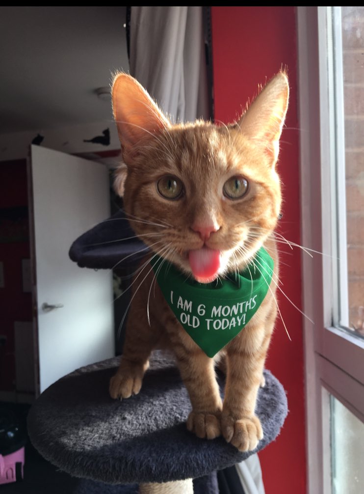 pumpkingibson's tweet image. “Its my 6 month birthday and i’ll stick my tongue out if i want to” 🎵 

#kittens #6monthsold #caturdaycuties