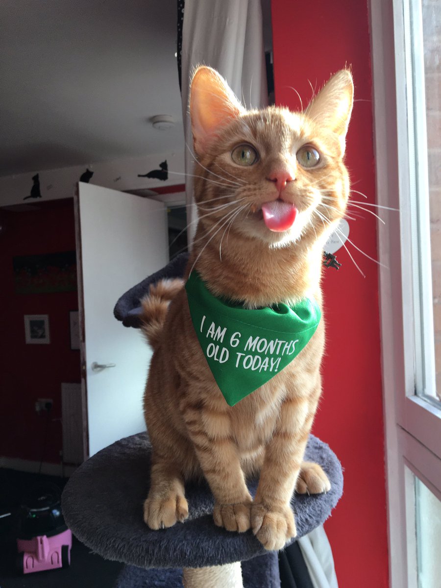 pumpkingibson's tweet image. “Its my 6 month birthday and i’ll stick my tongue out if i want to” 🎵 

#kittens #6monthsold #caturdaycuties