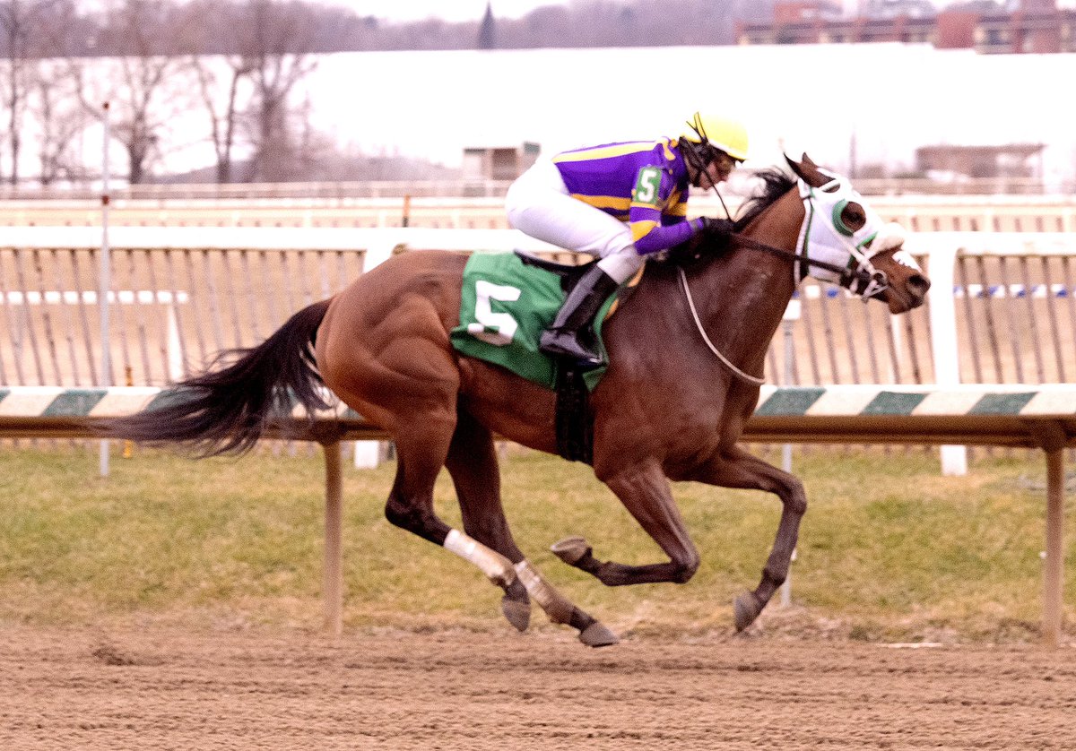 Society Ball, on rise to MSW level, sits off two-horse duel and rallies in lane to win 7F event @LaurelPark with @LyapustinaTais aboard for trainer @GaudetRacing. 3YO @MarylandTB filly by Great Notion owned by Squire Thoroughbreds. (Jim McCue 📷)